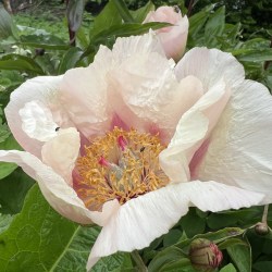 Lady Gay IMG_1281